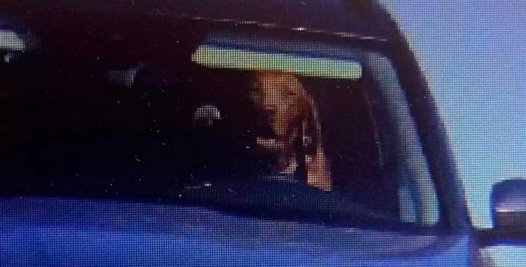 В Словакии оштрафовали водителя, который посадил за руль своего пса