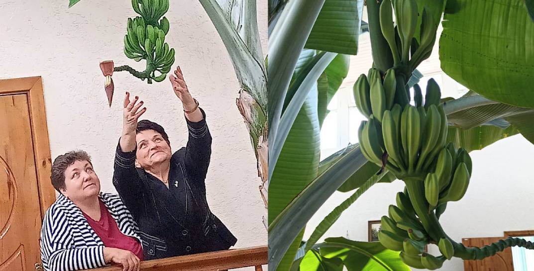 На предприятии под Могилевом вырастили первый урожай бананов, который ждали 16 лет