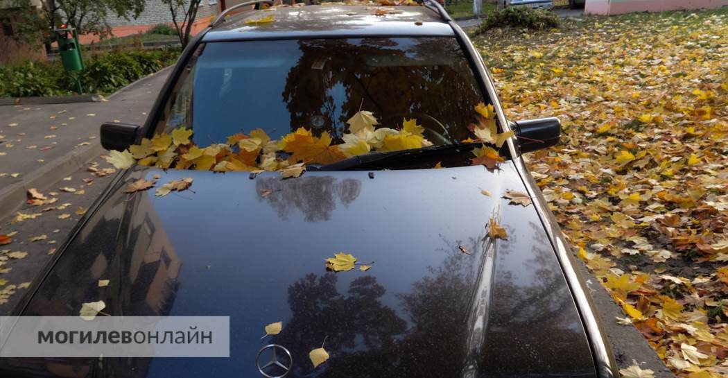 Все так же холодно, а к вечеру еще и ливанет. Погода в Могилеве на пятницу, 20 октября