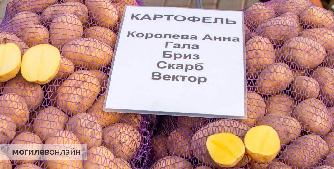Появился график проведения сельскохозяйственных ярмарок в Могилеве в октябре