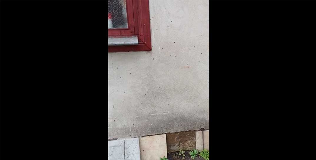 В конце октября Брест и Минск внезапно атаковали… божьи коровки