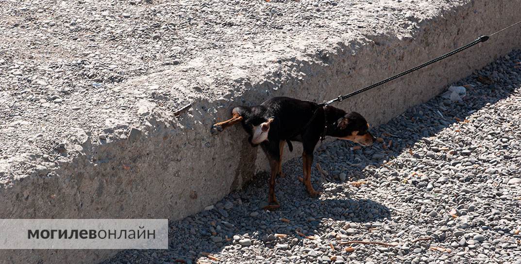 Совмин предложил запретить некоторым белорусам выгуливать собак. Кого коснется?