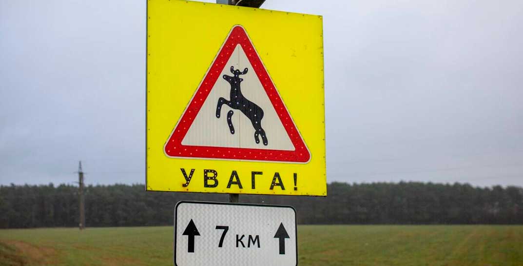 В Беларуси появятся электронные табло, предупреждающие о выходе диких животных на трассу