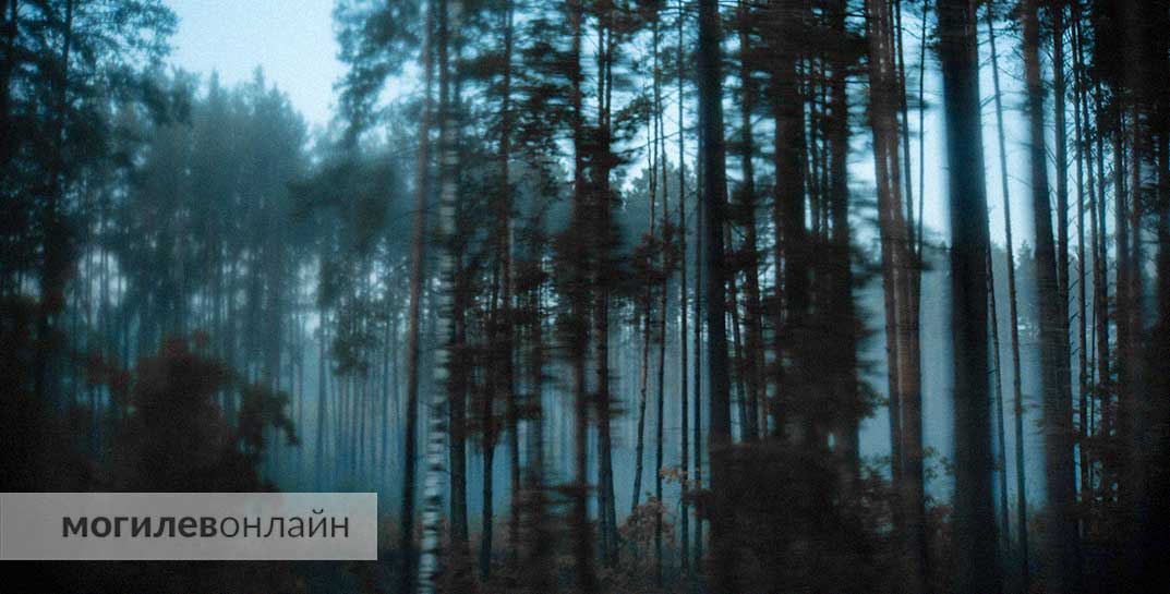 Две подруги из Бобруйска пошли за грибами и заблудились. Им пришлось провести ночь в лесу