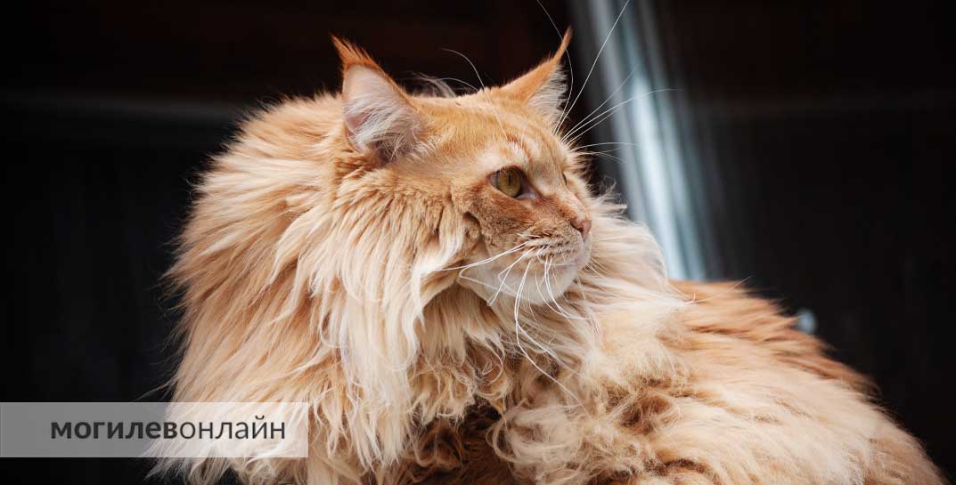 В Беларуси введут обязательное чипирование кошек и собак