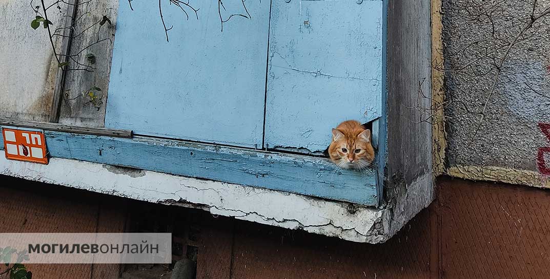 «Чтобы люди меня боялись». В Витебске женщина, которая зарубила котов топором, отправится в тюрьму на полтора года