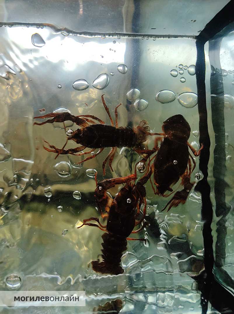 Господа, раков по 76 рублей не желаете? Если желаете — то велком в «Грин»