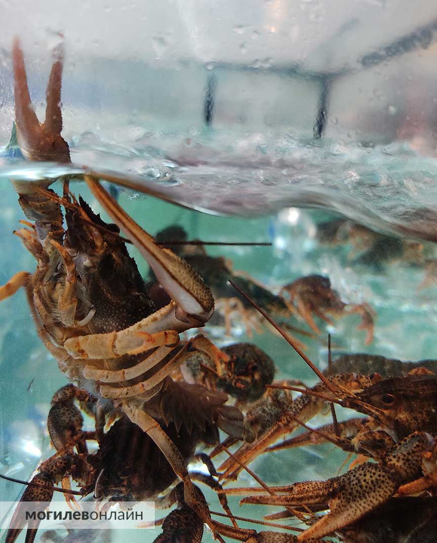 Господа, раков по 76 рублей не желаете? Если желаете — то велком в «Грин»