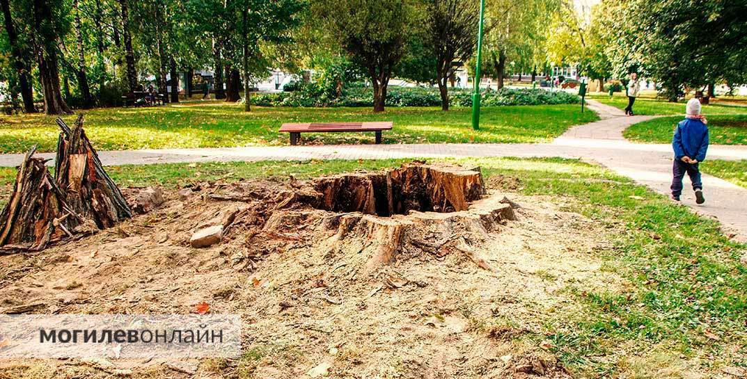 Старый вяз в сквере на пересечении проспекта Мира и улицы Крыленко срубили. Внутри дерево оказалось «с секретом»