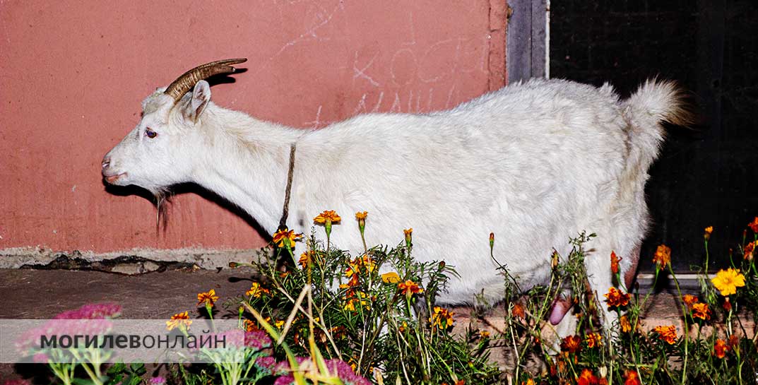 В Могилеве под балконом живет… коза