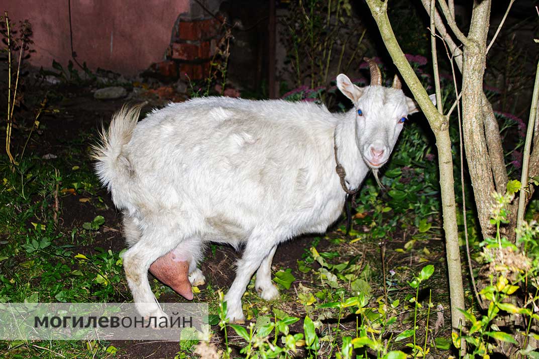 В Могилеве под балконом живет... коза