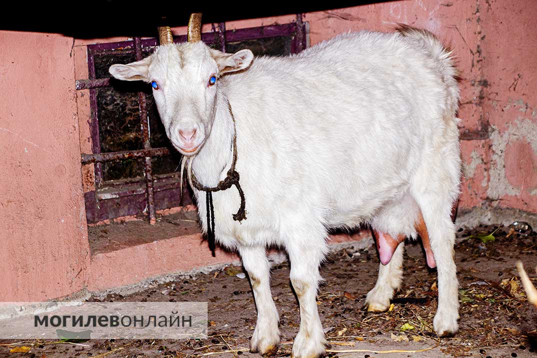 В Могилеве под балконом живет... коза