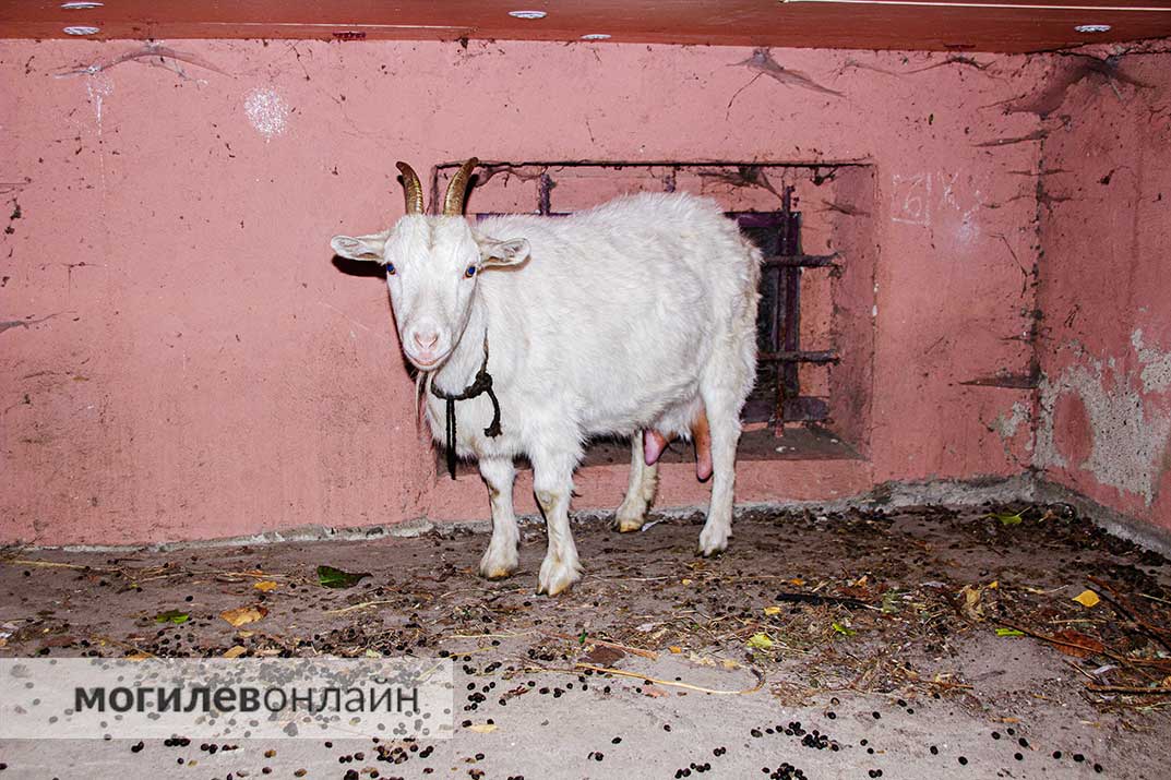 В Могилеве под балконом живет... коза