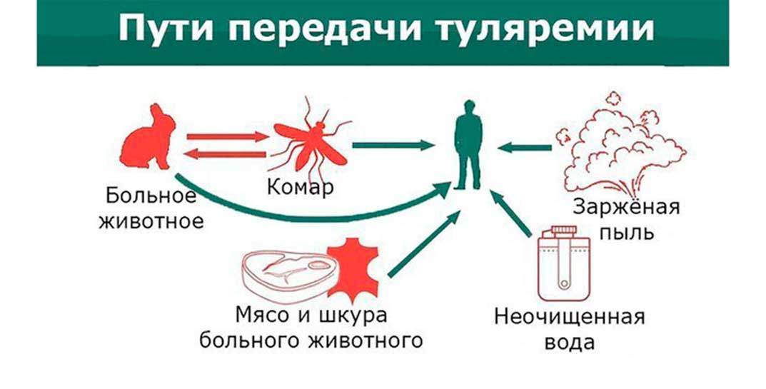 9 случаев туляремии зарегистрировано в Могилевской области с начала года