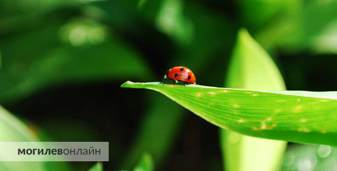 Мило, но не очень — в Минске и окрестностях нашествие божьих коровок, которые «кидаются на людей»