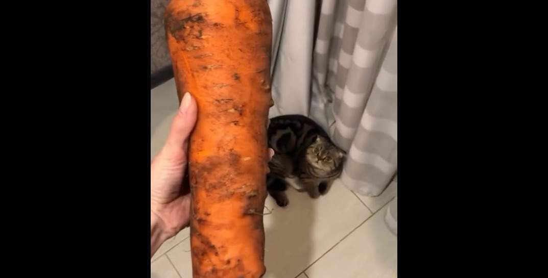 «Даже кот в шоке». Белоруска показала огромную морковь весом более килограмма, которая выросла в этом году — видео завирусилось в TikTok