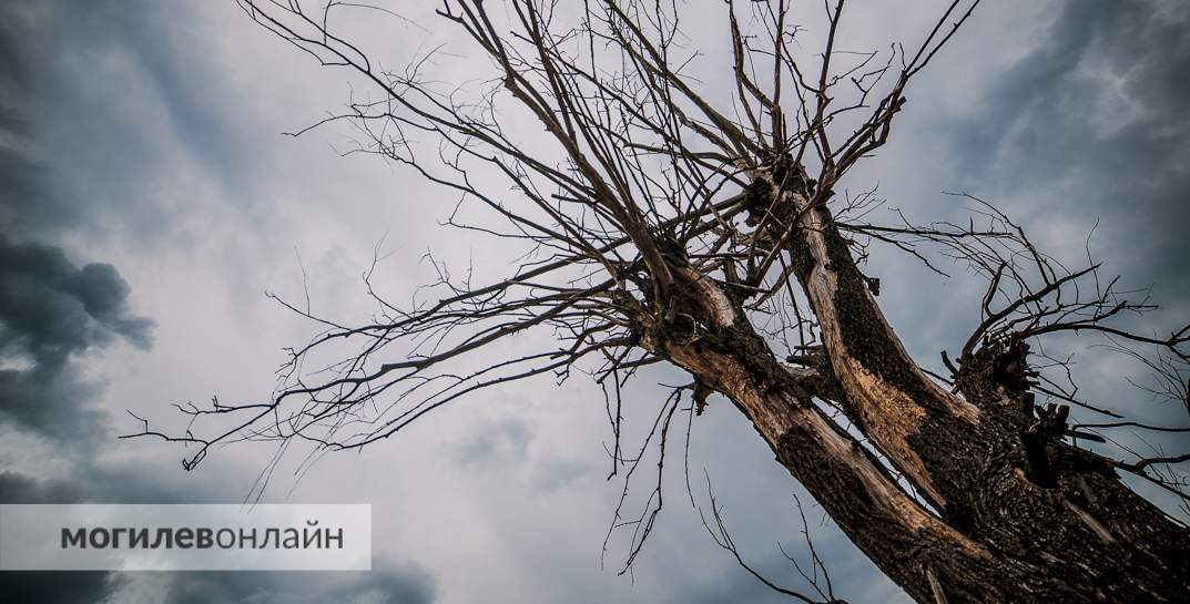 Снег и до +6. Стало известно, какой будет погода в Могилевской области в начале следующей недели