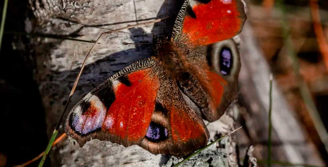 Могилевский фотограф поймал в объектив камеры… ноябрьскую бабочку