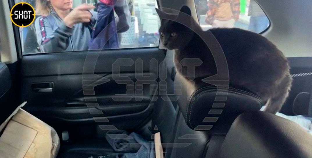 В Москве спасли кота, который был заперт в машине 4 дня