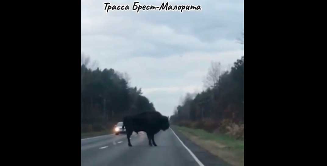 И пусть весь мир подождет: зубр переходил дорогу на трассе Брест-Малорита и не спешил. Машины стали в пробку