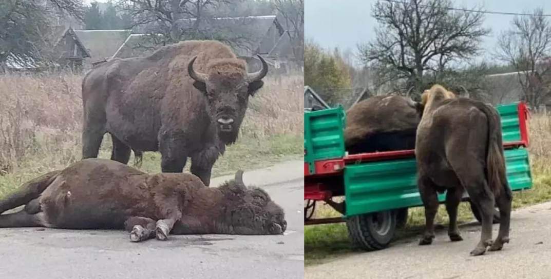 Жестокие и одновременно трогательные кадры. В Польше военный грузовик насмерть сбил зубра, его товарищ оставался рядом с ним до самого конца