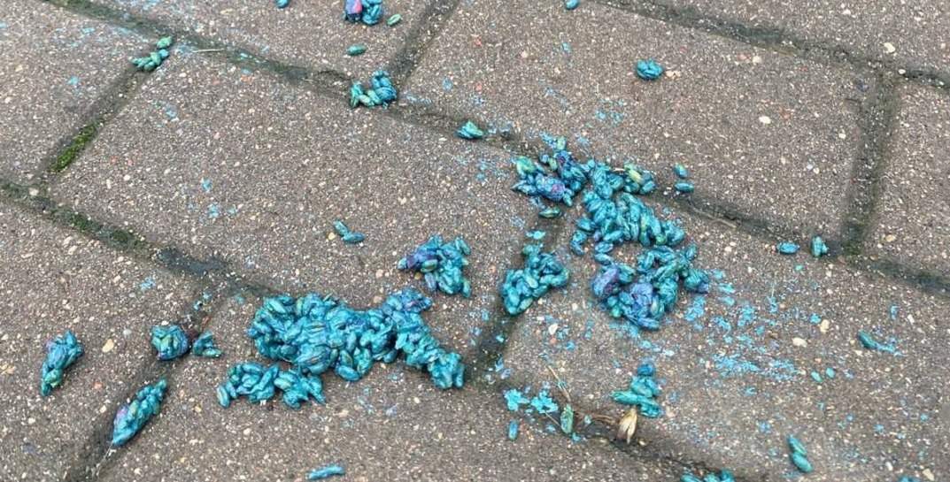 В Минске во дворе жилого комплекса кто-то разложил крысиный яд — подхватить отраву успели местные птицы и собаки