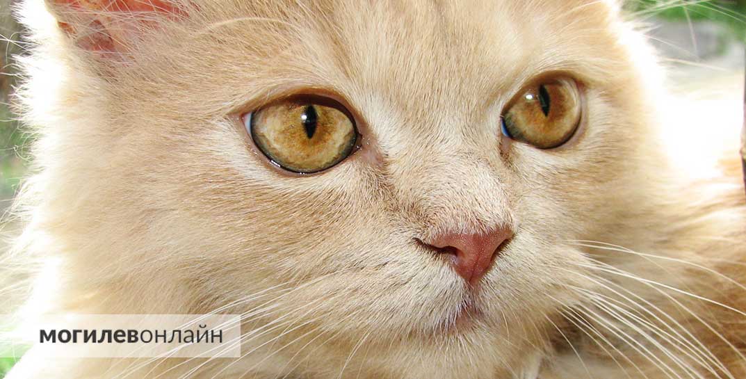 В Минске планируют открыть колумбарий для домашних животных