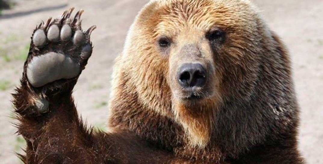В Беларуси предложили отстреливать медведей в районах, где зверь мешает жить людям. Однако открывать охоту на медведя не планируют