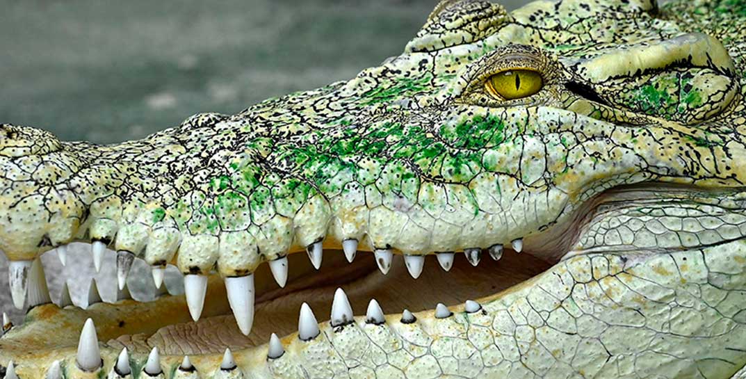 Чтобы выжить в схватке с крокодилом австралийцу пришлось его… укусить