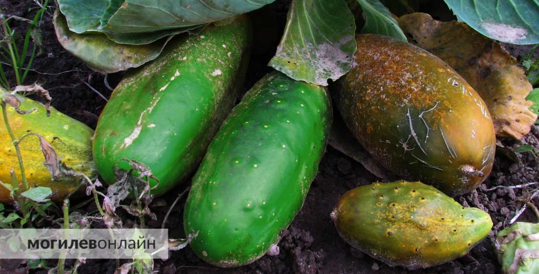 «Слушайте, я вам говорил, постройте еще 10 теплиц. „Мы подсветим“. Ну так светите». Лукашенко поругался с чиновниками из-за цен на огурцы