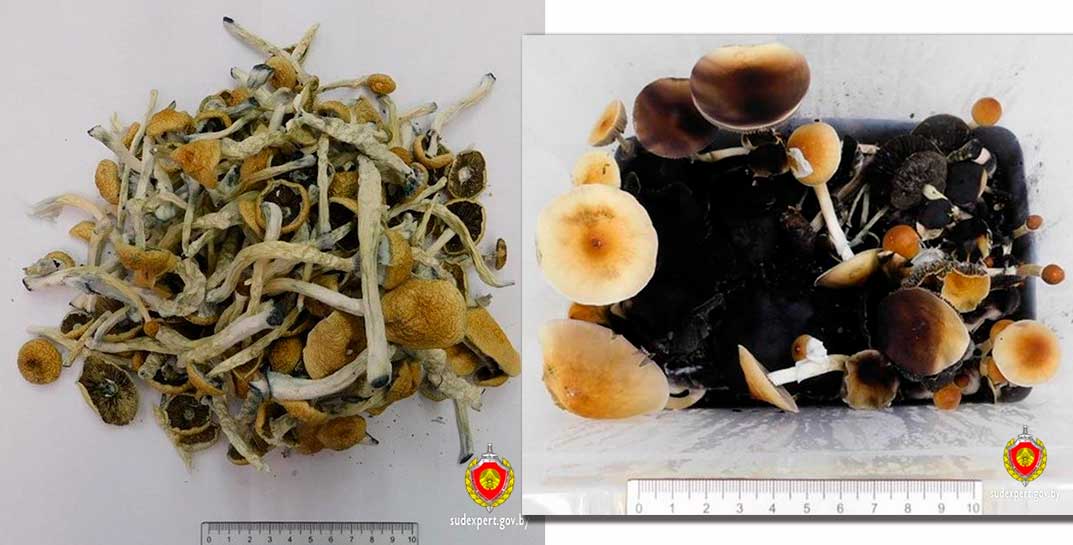 Минчанин растил дома грибы, но его «хобби» потянуло на уголовное дело