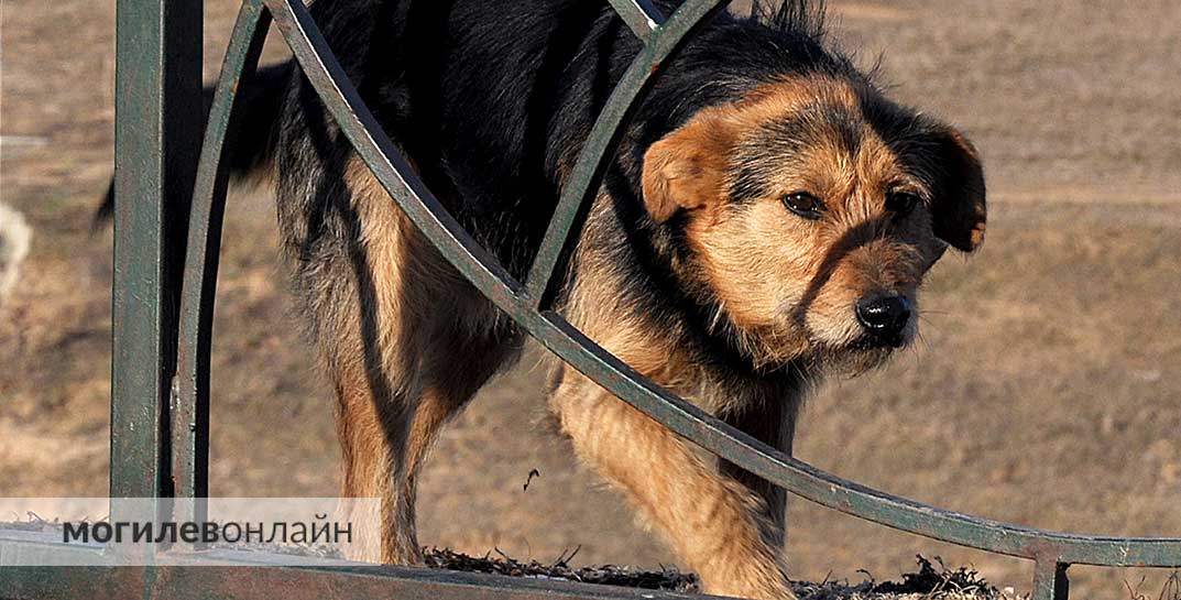 Не оставили в беде — в Толочине спасатели вытащили пса из трехметрового колодца