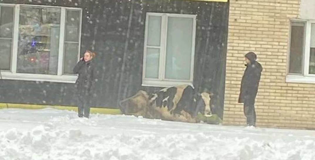 В Минске корова сбежала по дороге на мясокомбинат и заблудилась в городе