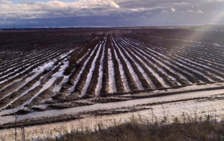 Коту под хвост: в Беларуси нашли поле со 150 тоннами неубранной картошки