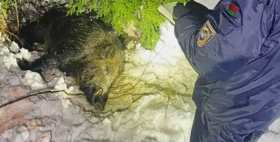 В Смолевичском районе дикий кабан убил охотника