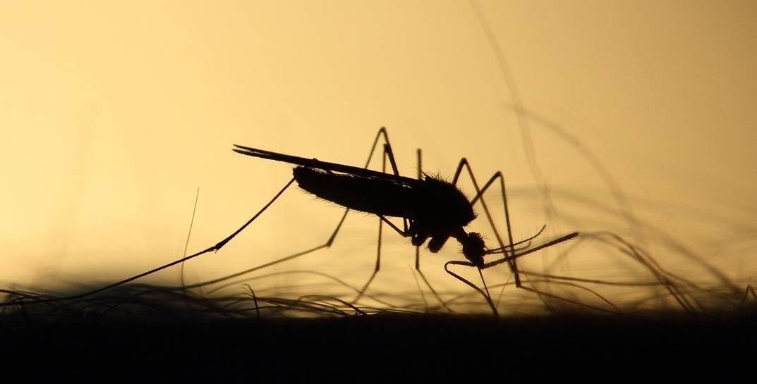 В Беларуси было выявлено несколько случаев лихорадки денге и малярии — последний случай зафиксировали в Могилевской области