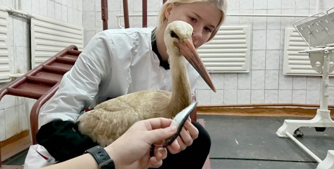 В Климовичах учащиеся аграрного колледжа спасли аиста