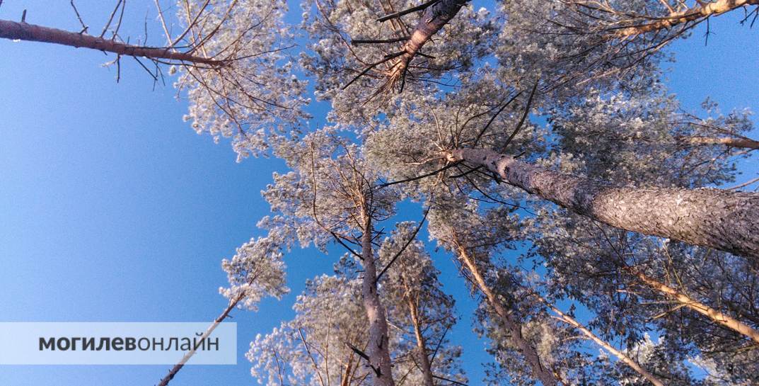 В Минлесхозе рассказали, какой штраф грозит за добытую в лесу ель и как получить разрешение на рубку хвои к празднику