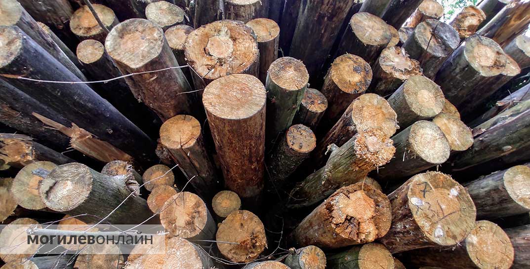 Директор и главный инженер Чаусского лесхоза пошли под суд из-за махинаций с древесиной