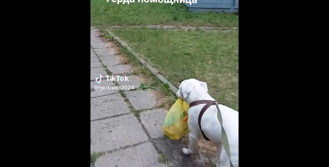 «Если не дашь пакет, будет прыгать!» Посмотрите, как в Гомеле собака носит сумки из магазина домой