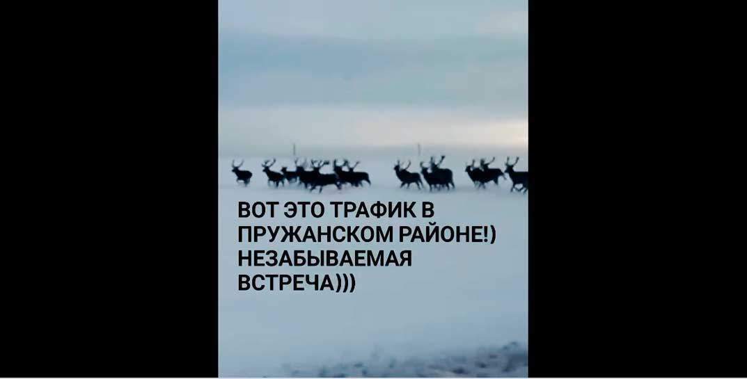 Столько оленей, фантастика! Если что — это не «страна оленья», а Пружанский район