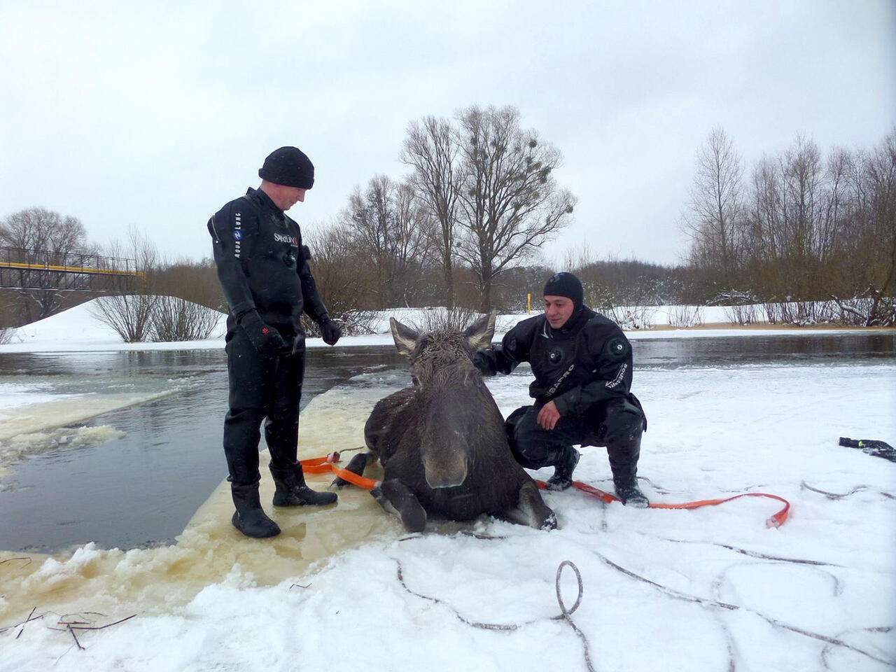 В Речицком районе спасли лосиху, которую собаки загнали в реку