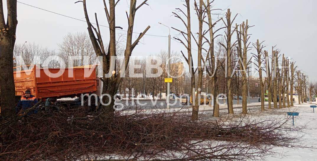 В Могилеве продолжают кронировать деревья — на этот раз на улице Королева