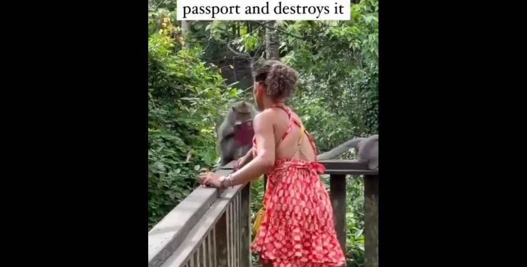 Сказочное Бали. Обезьяна украла паспорт у туристки и порвала у нее на глазах