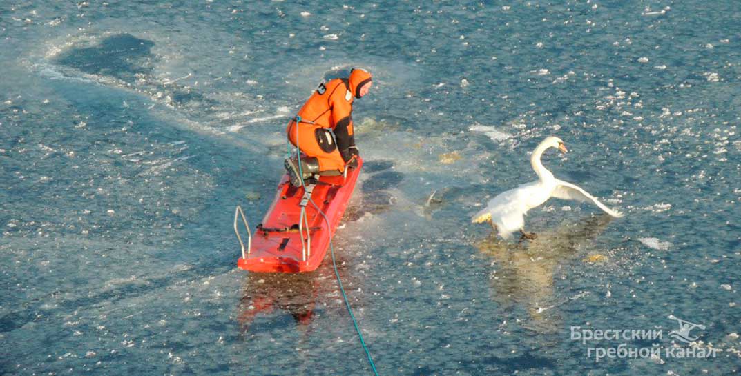 На брестском гребном канале спасли лебедя — у птицы крыло примерзло ко льду