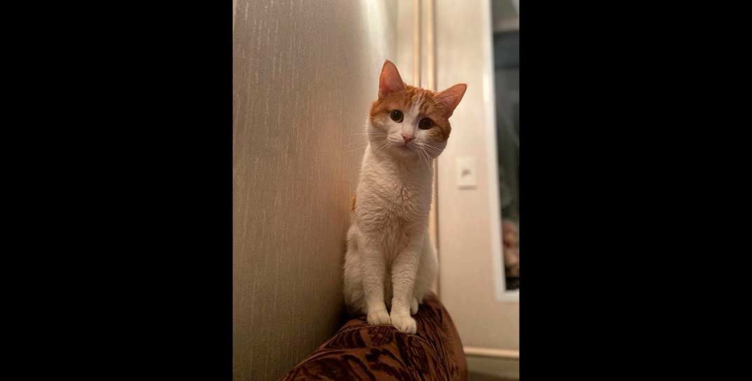 Погиб кот Твикс, которого в России проводница выкинула из поезда на мороз