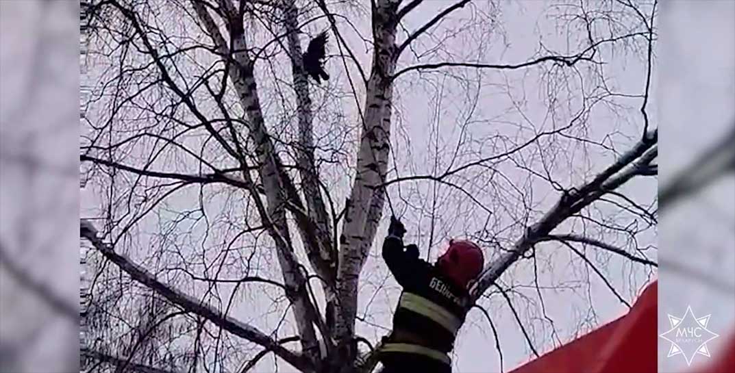 «Нам важна каждая жизнь!» Сотрудники гомельского МЧС спасли… ворону