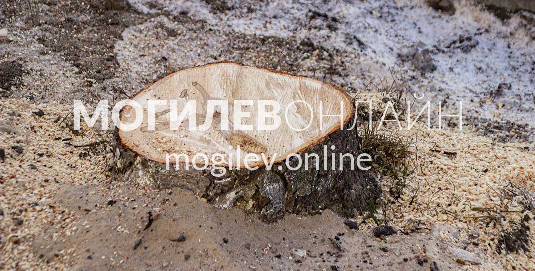 Вдоль Пушкинского проспекта удаляют деревья. Зачем и стоит ли возмущаться?
