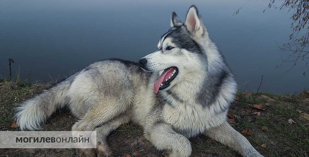 В Беларуси повысили налог для владельцев собак. Рассказываем о новых размерах и последствиях неуплаты