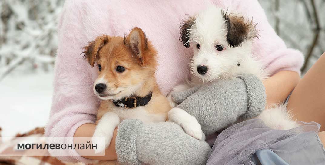Наконец-то. В Южной Корее запретят есть собак